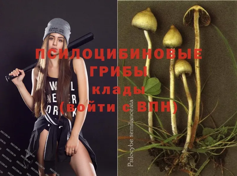 Псилоцибиновые грибы Psilocybine cubensis  Лакинск 